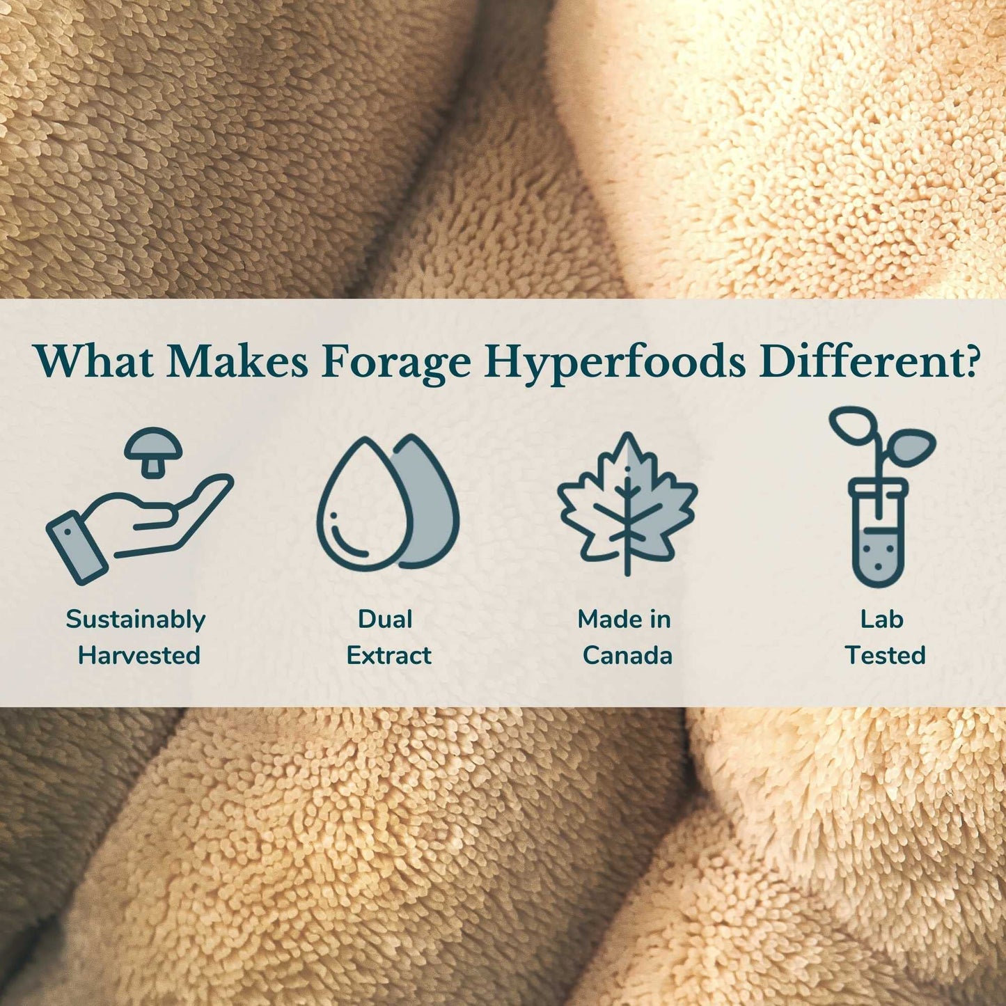 Forage Hyperfoods - Lion’s Mane Tincture, With Premium Mushroom Extract, For Memory Improvement and Nerve Support, Dual Extract, Alcohol-free, 118 ml