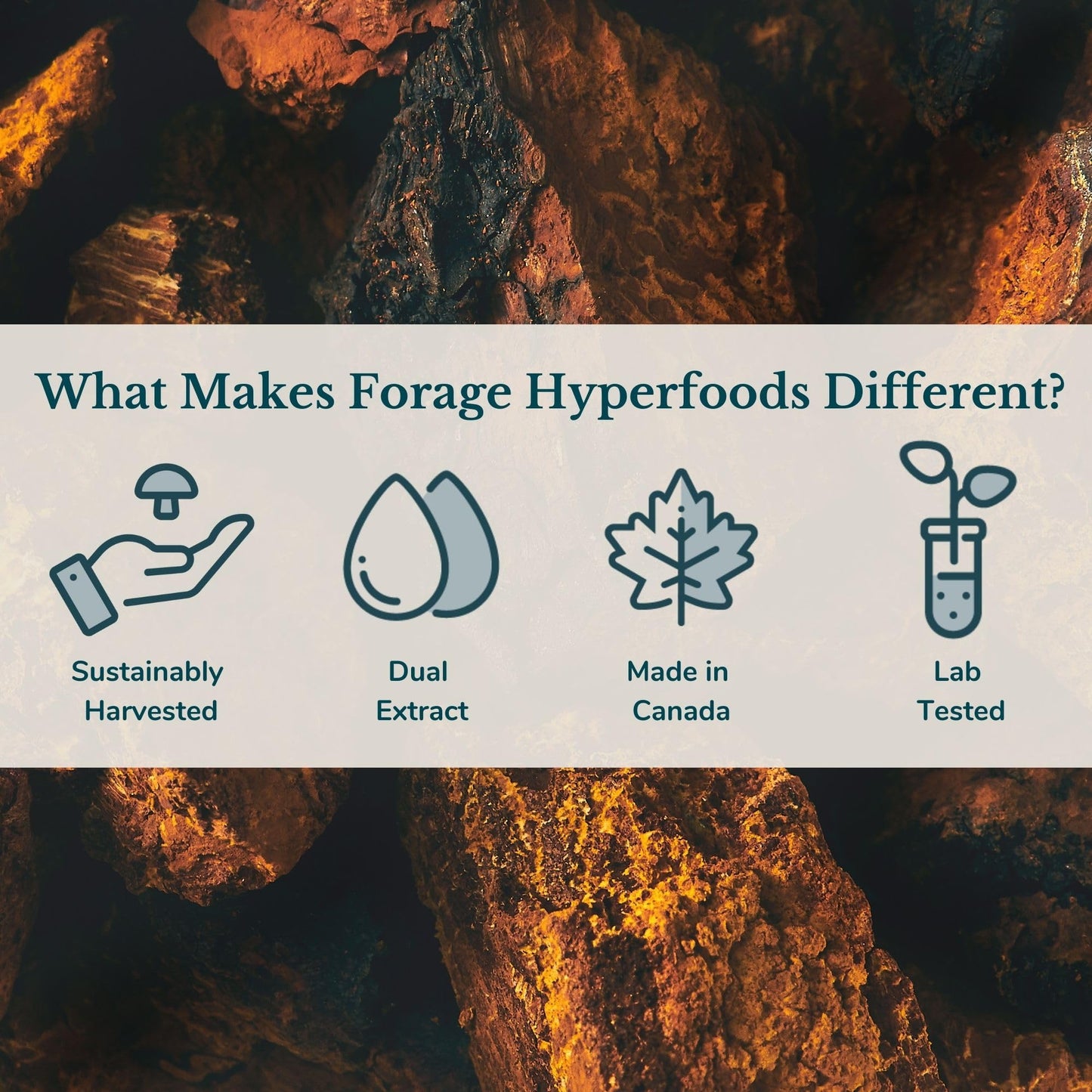 Forage Hyperfoods- Chaga Mushroom Tincture, With Chaga Extract for Excellent Digestive and Immune System, Dual Extract, Alcohol-free, 60 mL