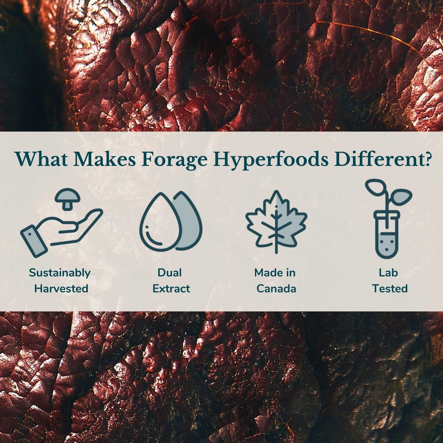 Forage Hyperfoods - Reishi Mushroom Tincture, With Reishi Mushroom Extract for Better Immune System and Stress Response, For Natural Calm, Dual Extract, Original, 118 ml