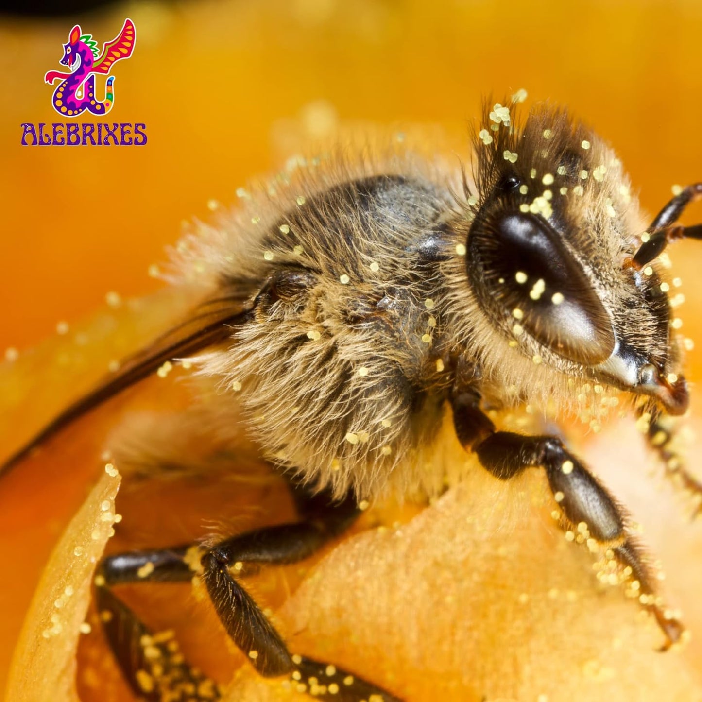 ALEBRIXES | Pure Bee Pollen 4oz (113g)| 100% Bee Pollen Granules | Polen de Abeja 100% Natural | All Natural Supplement.